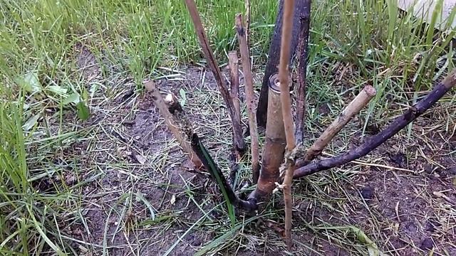 Почему я перевожу привитые розы на корнесобственые! Правильная посадка роз.