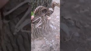 НАШЛИ В ТАДЖИКИСТАНЕ СКЕЛЕТ ДИНОЗАВРА