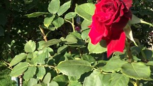 Rosa ´Mildred Scheel´