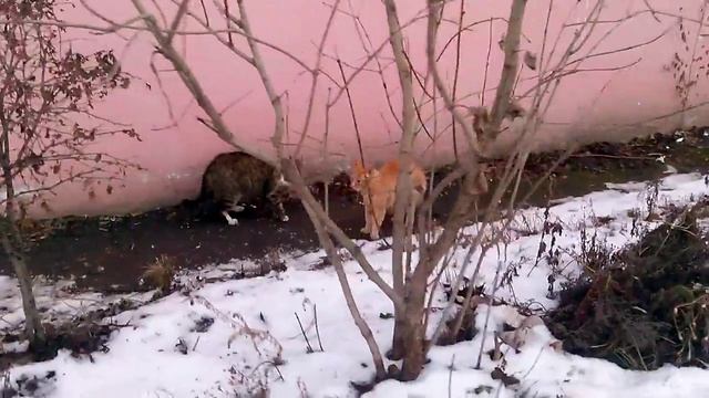 Суровая драка котов смотреть онлайн