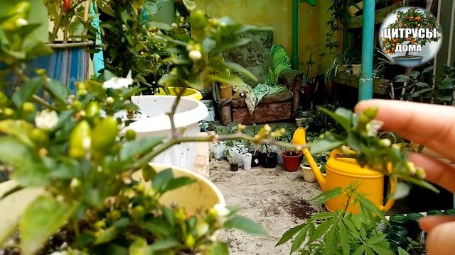 Как опылять Домашний перец что бы завязались плоды
