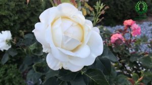 Шикарные белые розы. Обзор и сравнение.