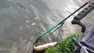 Ловля рыбы усач на штекер