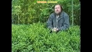 Черника обыкновенная. Полезные, лечебные свойства, заготовка, применение в народной медицине