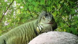 Squeak - green iguana