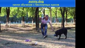 Как правильно играть с лабрадором? Начало дрессировки