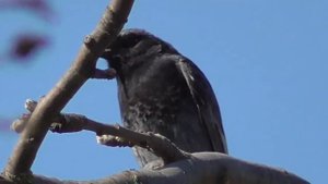 Горихвостка-чернушка. Black Redstart