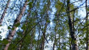 Футаж Березы. Футаж Березовая Роща. Весенняя Березовая Роща. Видеофутажи. Футажи для видеомонтажа