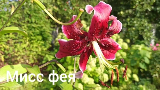 Самая первая лилия ОТ-ГИБРИД: Black Beauty.