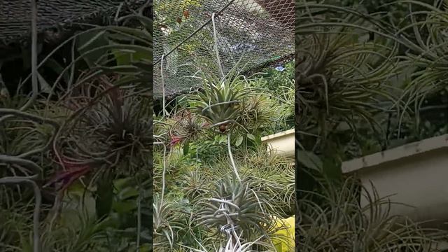 The World Of Tillandsia
