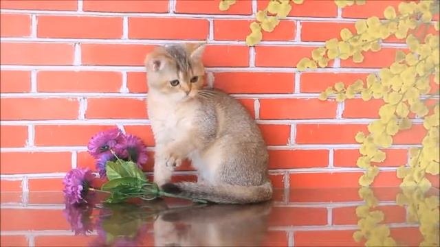 Золотая шиншилла - тикированная