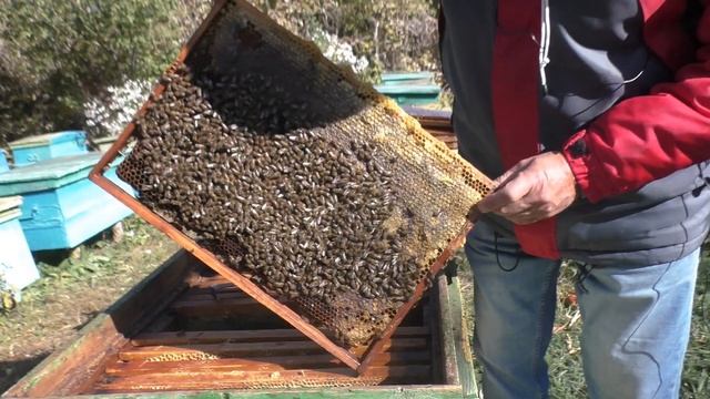 Как собрать пчел на зимовку в 2-х ярусный улей и не только... смотреть онлайн