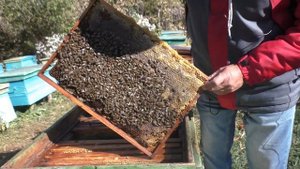 Как собрать пчел на зимовку в 2-х ярусный улей и не только...