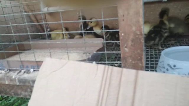 ЛУЧШАЯ ПОРОДА УТОК НА МЯСО смотреть онлайн