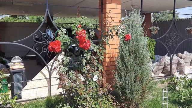 Плетистая роза "Флорентина" | Обзор смотреть онлайн