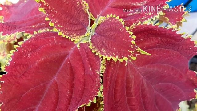 Tanamam Miana /  iler  ( Coleus atropurpureus )