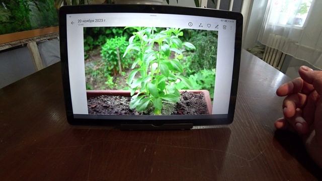Выращивание лекарственных растений в саду. Часть 2