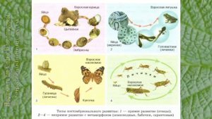 Биология 10 кл Проф уровень §43 Рост и развитие животных
