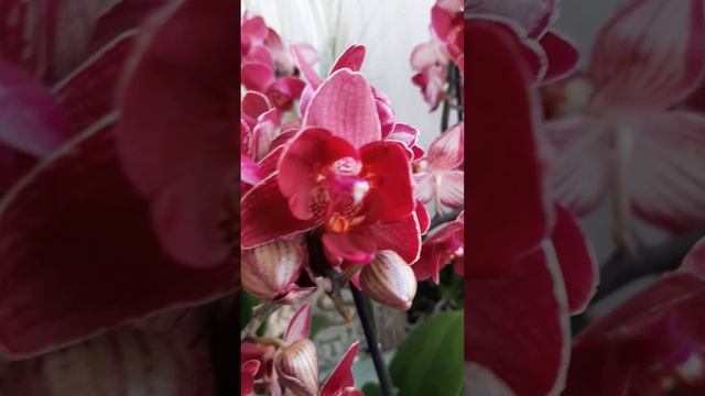 Red Lion Пелор в наличии г.Краснодар смотреть онлайн