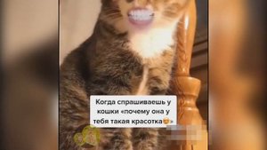 Смешные Говорящие Коты . Лучшие Приколы 2020 !