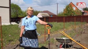 Выращивание помидор БЕЗ ПОЛИВА!
