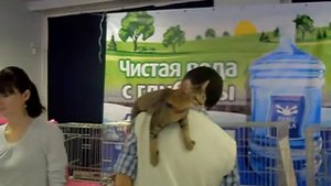 Кошки серенгети в Челябинске