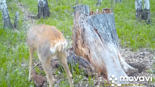 Солонец для косули смотреть онлайн