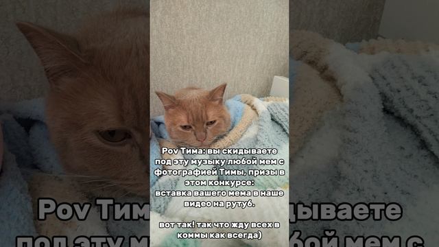 У меня для вас новость! в нашем Телеграм канале проходит новый конкурс с мемами! тг @shashkipoghizni смотреть онлайн