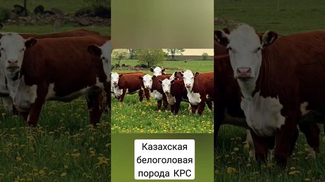 Казахская белоголовая корова #крс#кб#казахскаябелоголовая#породыкоров#сельскоехозяйство#топ#рек#202