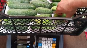 Как дольше сохранить огурцы свежими