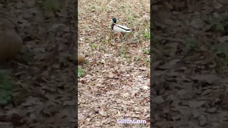 bird  care птичьи заботы