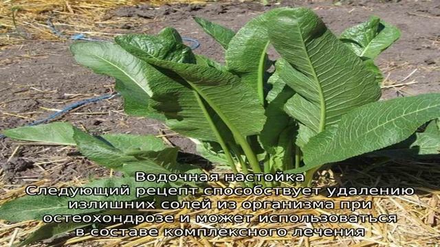 Лечение отложения солей листьями хрена смотреть онлайн