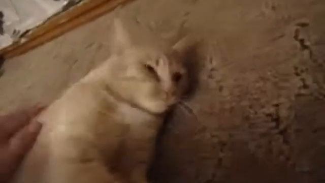 Как загладить кота до смерти за 3 секунды. смотреть онлайн