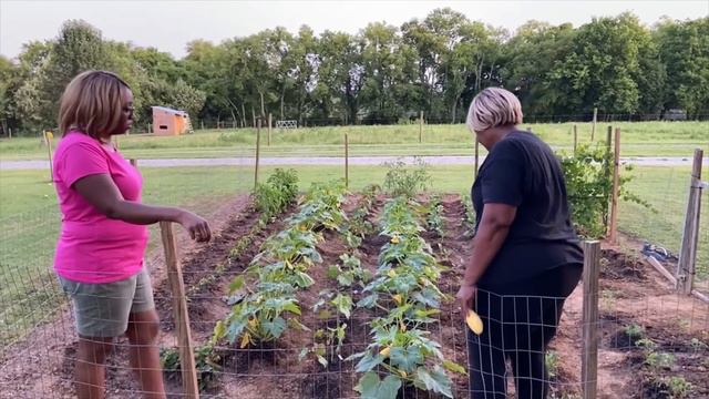 Intergenerational gardening   DIY Gardening Secrets Harvesting Chamomile Rainbow Okra and Squas