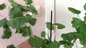 Обрезка Герани для Пышного Цветения.