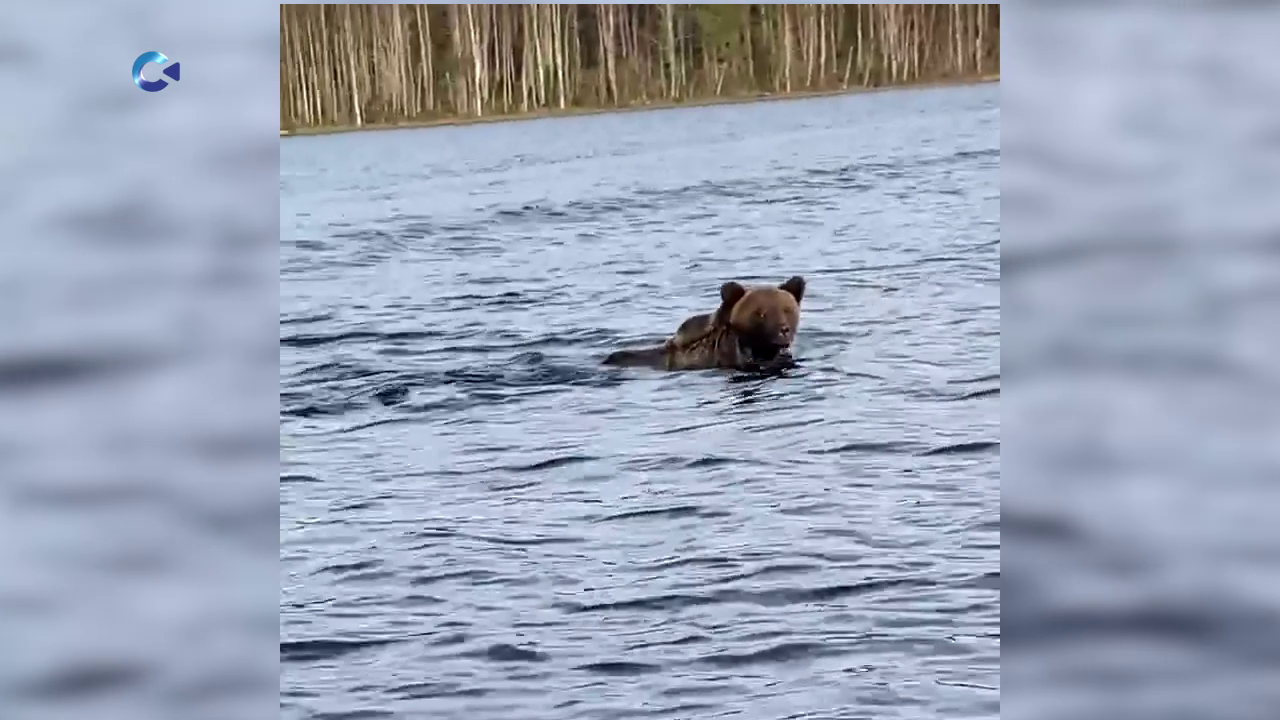 На озере Паанаярви заметили необычного пловца