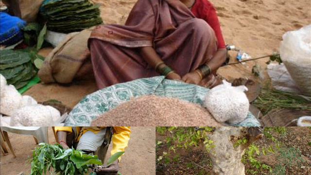 Medicinal Rice P5 Formulations for Portulaca Overdose: Pankaj Oudhia's Medicinal Plant Database смотреть онлайн