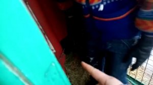 Вальер для собаки, дёшево и сердито!!! Немка родила.