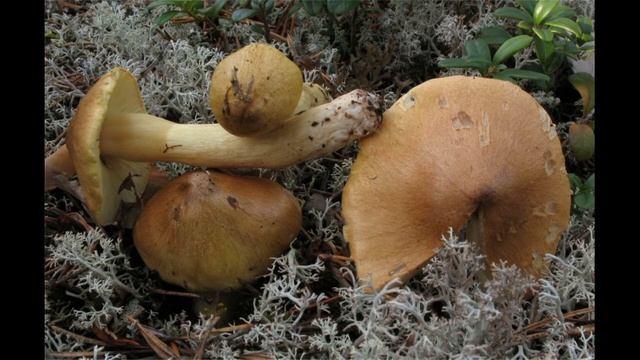 Tricholoma aestuans смотреть онлайн