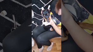 как заклеить уши, чтобы стояли