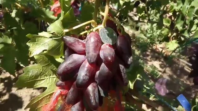 Грозди на новых формах винограда 30 июля 2022. Виноградник Щереденкова В. А
