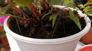 Антуриум цветок мужское счастье.