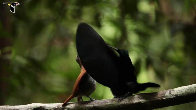Великолепная щитоносная райская птица Ptiloris magnificus