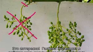 Виноград Галбена Ноу