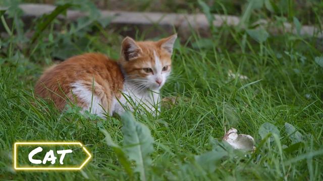 Voice Cat голос кошки