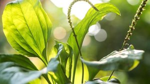 Чем полезен подорожник? Применение в кулинарии, Полезные свойства