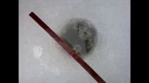 Поставухи на окуня