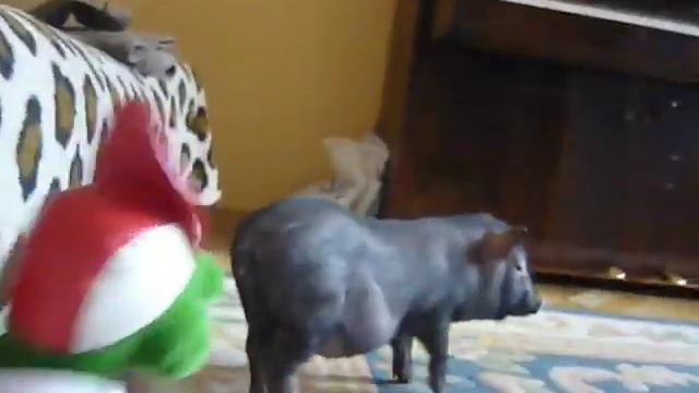 игривый поросёнок  (минипиг поросята  кабанчик минипиги minipig)