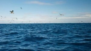 Природа 2К Видео