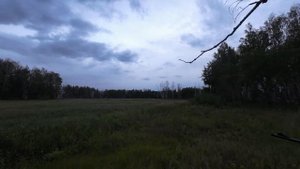 Косули сбежались на манок. Охота во время гона